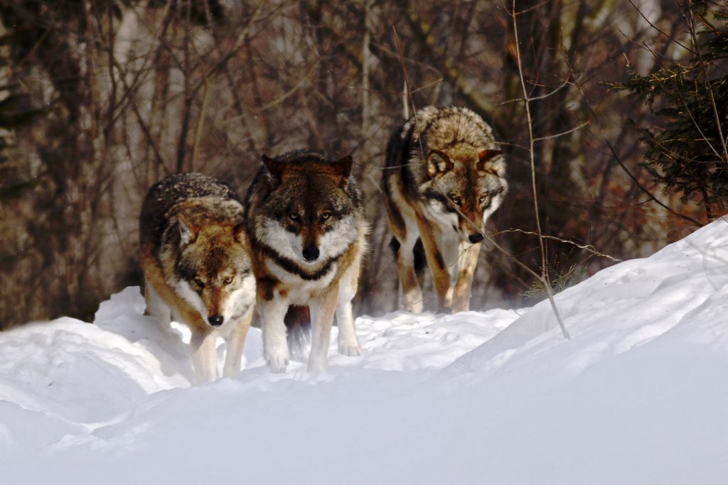 Three wolves leading with focus and strength through the snow — symbol of strategic law firm growth